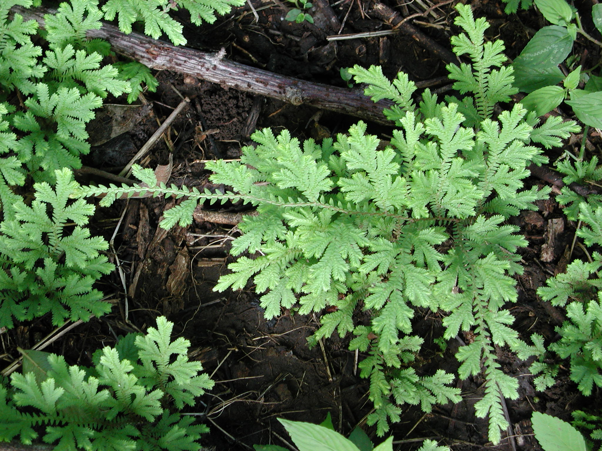 Selaginellaceae Selaginella sertata